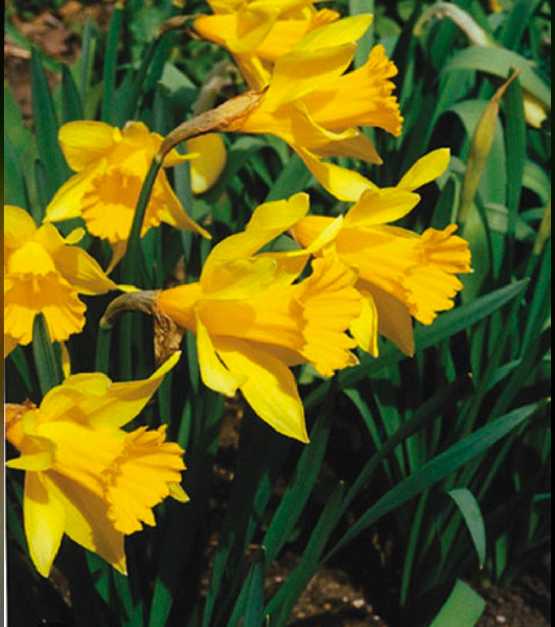 Springing in to spring